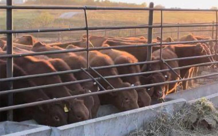 MU Extension to host calf backgrounding program in southwest Missouri