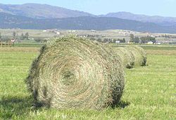 Hay Supplies Still Strong But Drought Raises Concerns