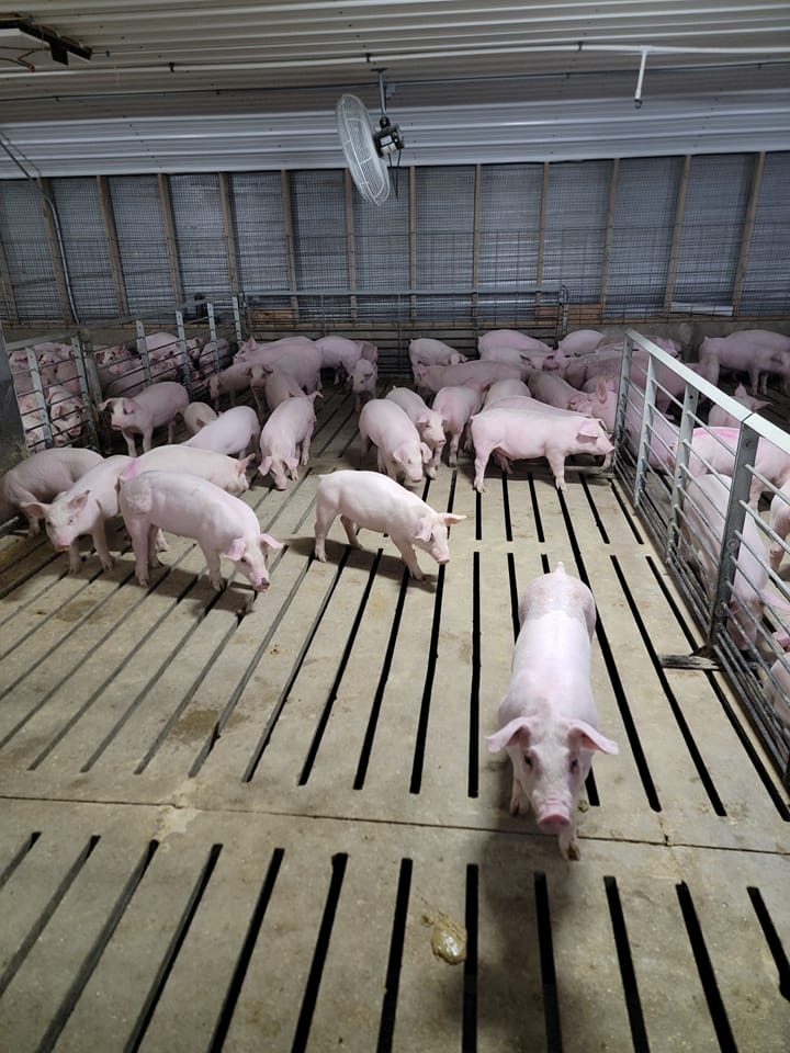 Iowa hog barn fires draw attention to facility risk and safety