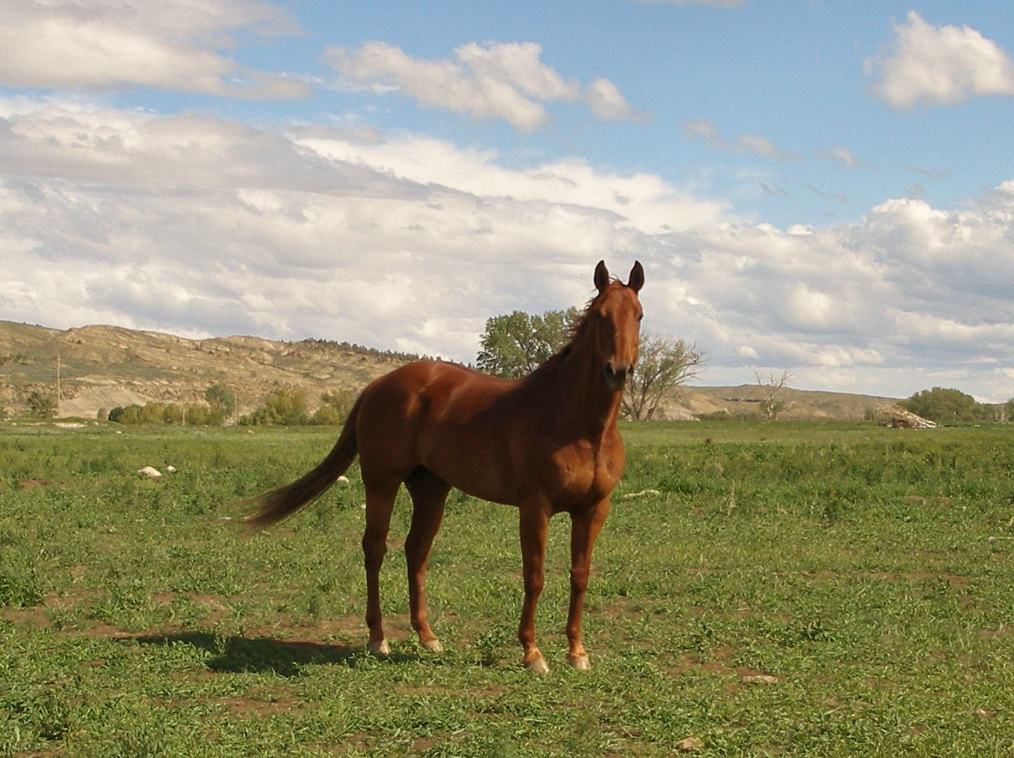 Oklahoma horse tests positive for EHV 1 in Wagoner County