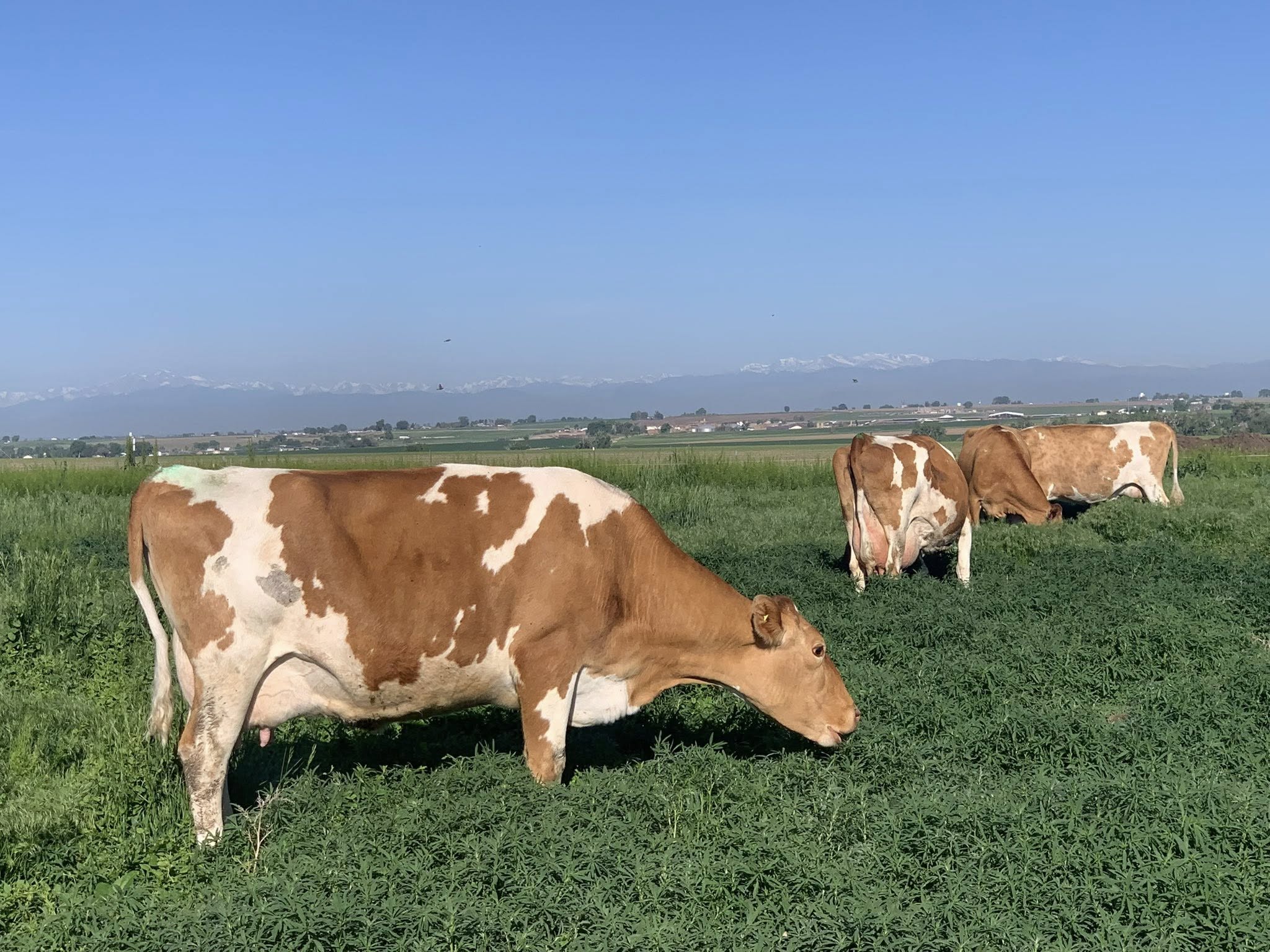 Dairy producers tighten biosecurity as new H5N1 cattle transport rules take effect