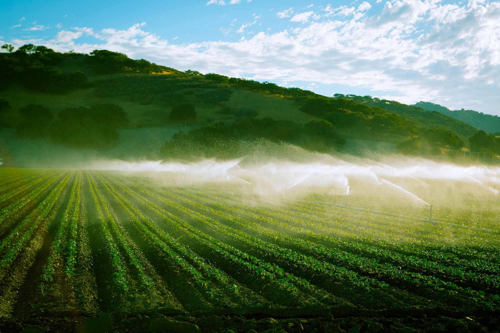 California water allocations tighten for summer irrigation