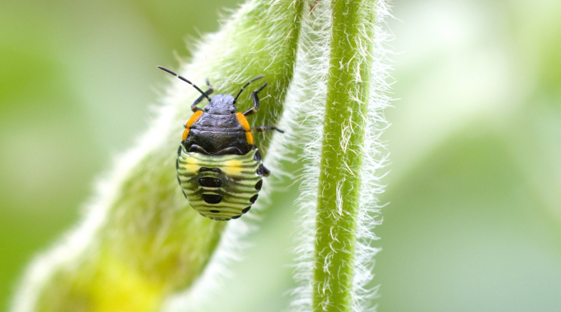 Stink Bugs Expanding Across Missouri Soybean Fields