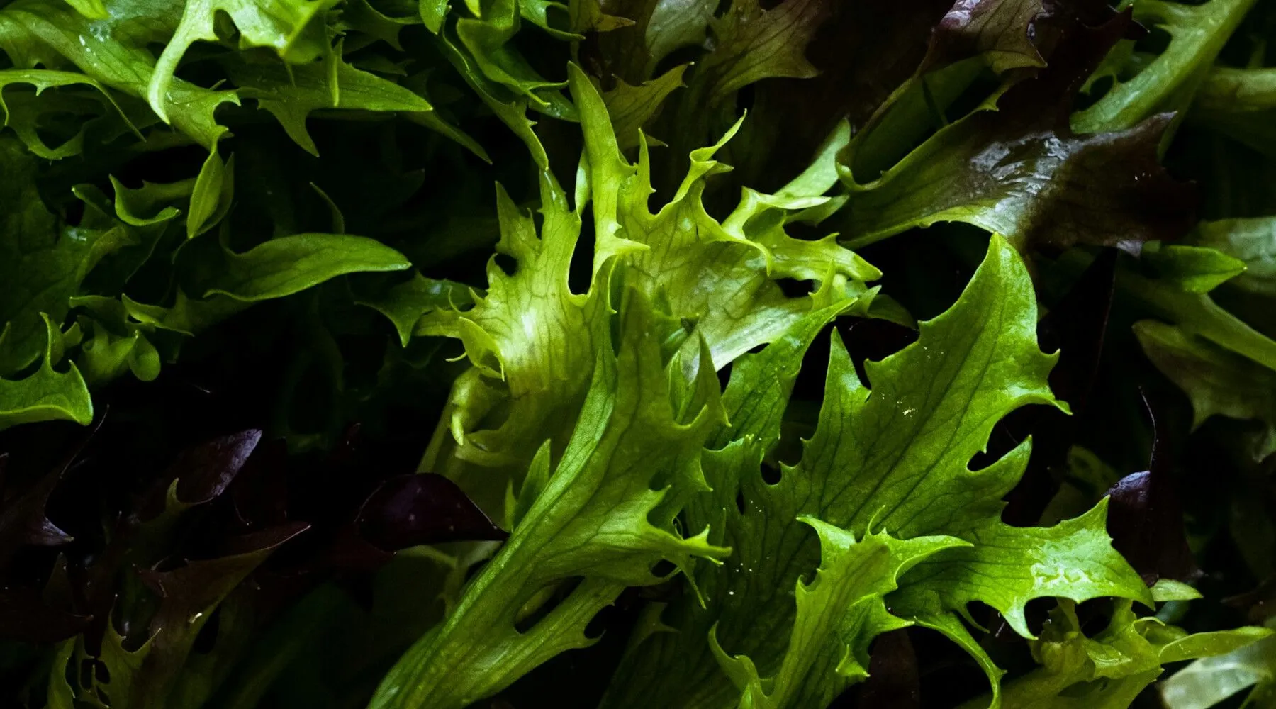 Cyclospora Outbreak Expands to Four More States as Investigation Continues