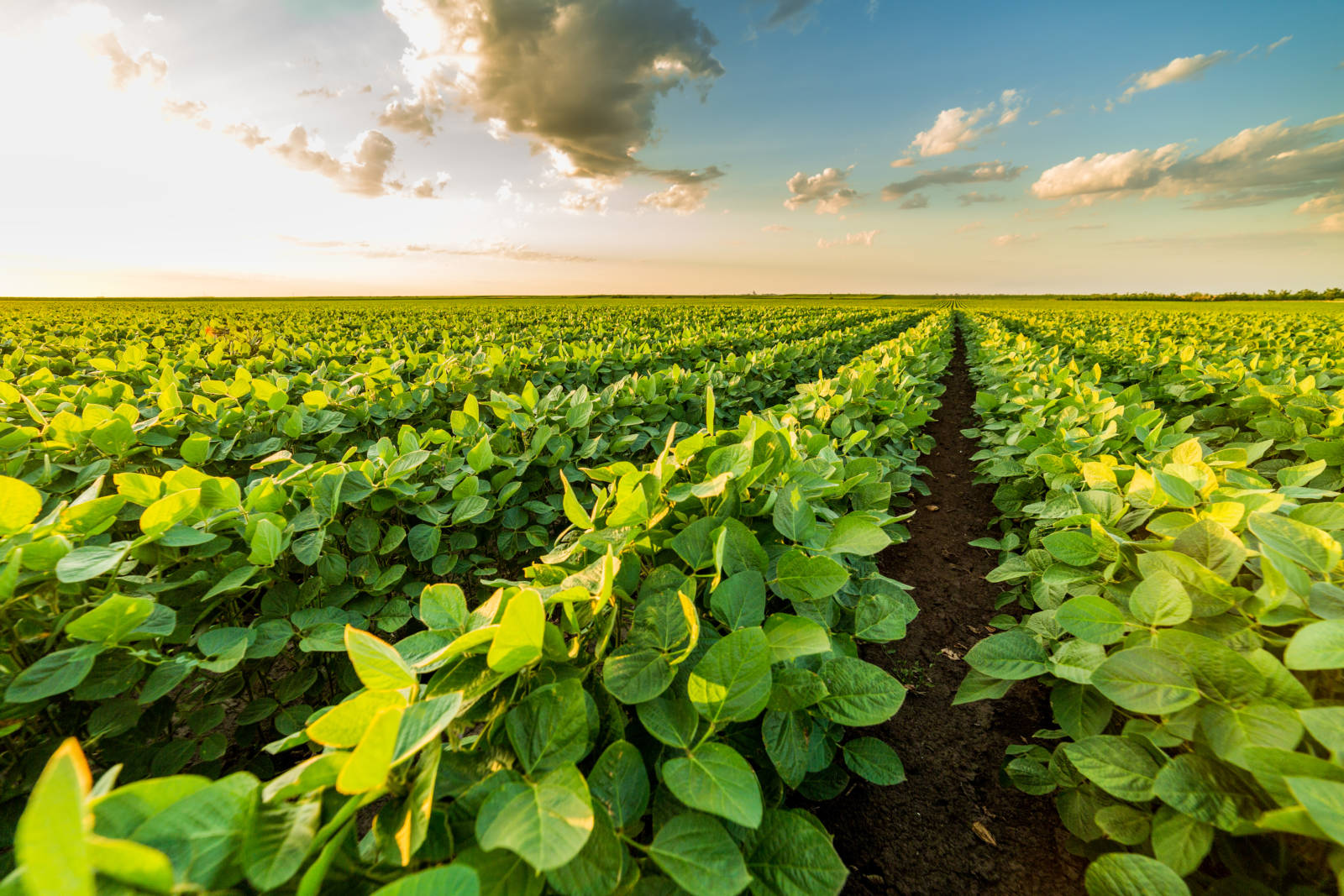 Missouri Soybean Yield Outlook Takes a Hit From Heat