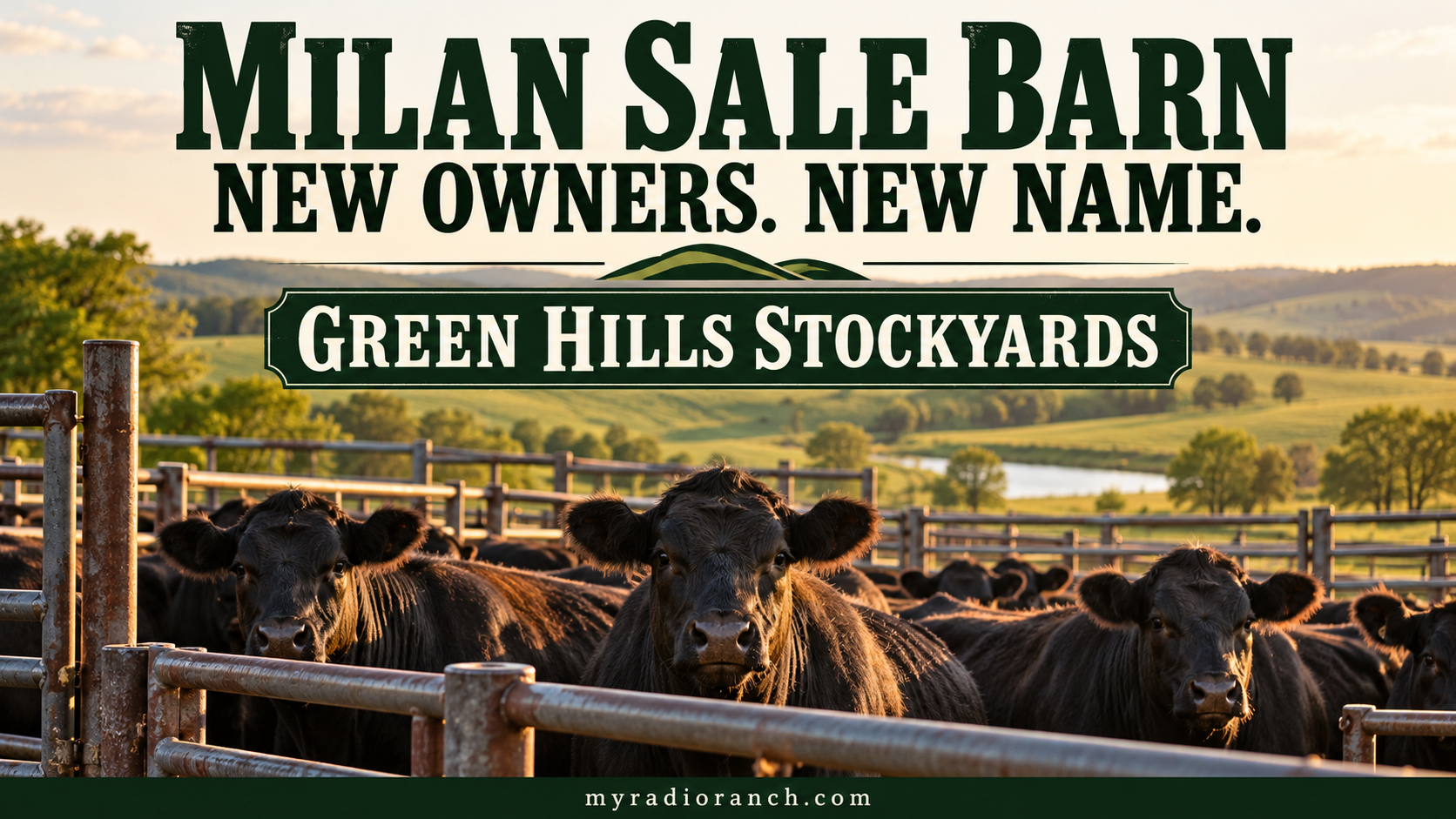 Illustration of cattle in pens announcing Milan Sale Barn’s new ownership and Green Hills Stockyards name.